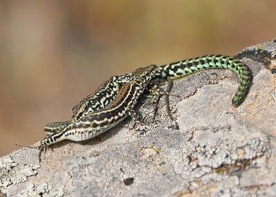 Tyrrheense Muurhagedis / Bedriaga's Rock Lizard
