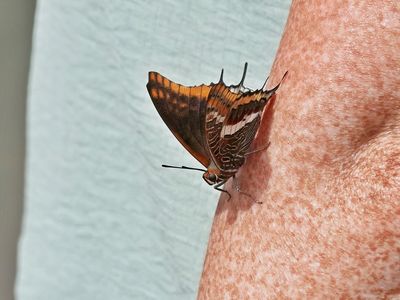 Pasja / Two-tailed Pasha