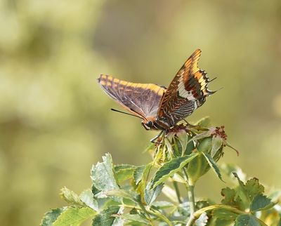 Pasja / Two-tailed Pasha