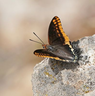 Pasja / Two-tailed Pasha