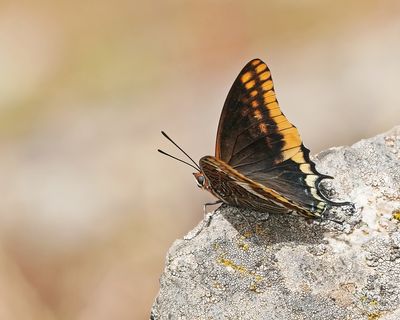 Pasja / Two-tailed Pasha