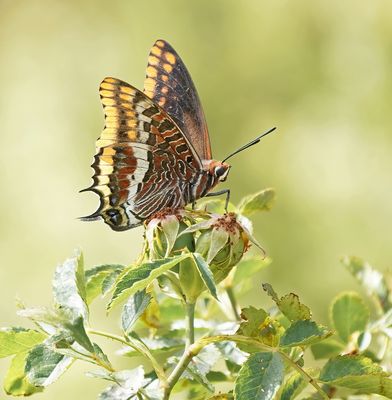 Pasja / Two-tailed Pasha