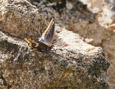 Pasja / Two-tailed Pasha