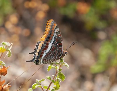 Pasja / Two-tailed Pasha