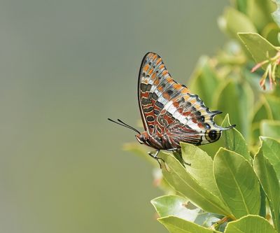 Pasja / Two-tailed Pasha