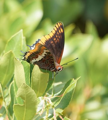 Pasja / Two-tailed Pasha