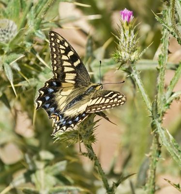 Corsicaanse Koninginnenpage / Corsican Swallowtail