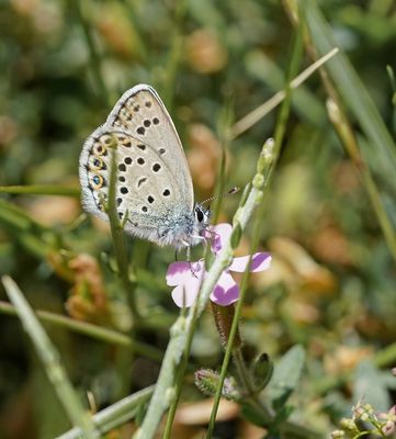 Corsicaans Vals Heideblauwtje / Bellier's Blue