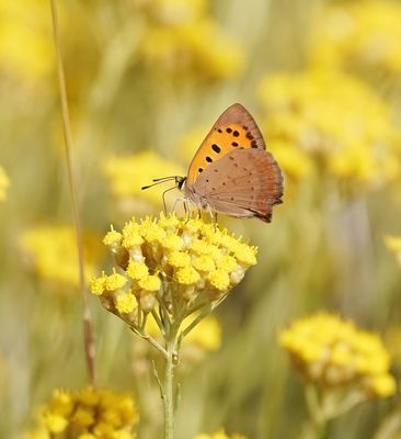 Kleine Vuurvlinder / Small Copper