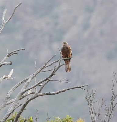 :: Rode Wouw / Red Kite ::