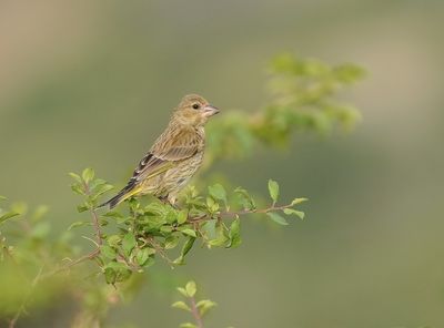 Groenling / European Greenfinch