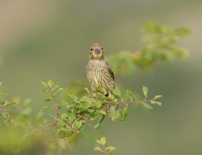 Groenling / European Greenfinch