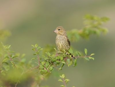 Groenling / European Greenfinch