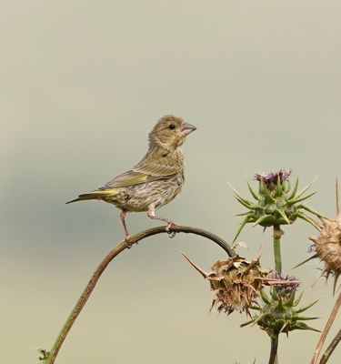 Groenling / European Greenfinch