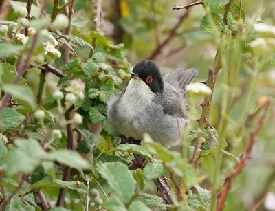 Kleine Zwartkop / Sardinian Warbler
