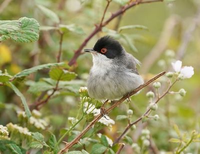 Kleine Zwartkop / Sardinian Warbler