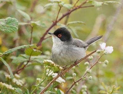 Kleine Zwartkop / Sardinian Warbler