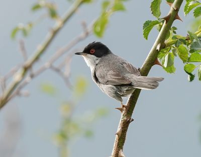 Kleine Zwartkop / Sardinian Warbler