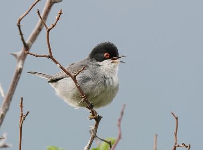 Kleine Zwartkop / Sardinian Warbler