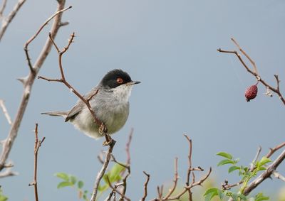 Kleine Zwartkop / Sardinian Warbler