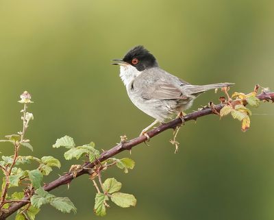 Kleine Zwartkop / Sardinian Warbler