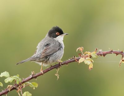 Kleine Zwartkop / Sardinian Warbler