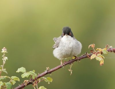 Kleine Zwartkop / Sardinian Warbler