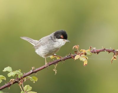 Kleine Zwartkop / Sardinian Warbler