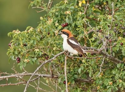 Balearische Roodkopklauwier / Balearic Woodchat Shrike