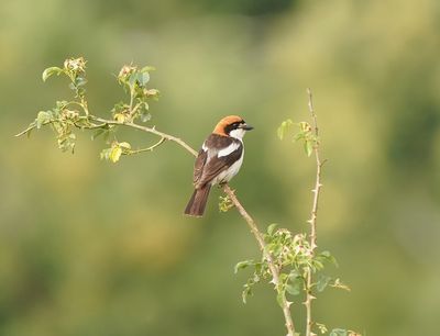 Balearische Roodkopklauwier / Balearic Woodchat Shrike