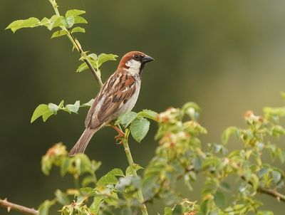 Italiaanse Mus / Italian Sparrow