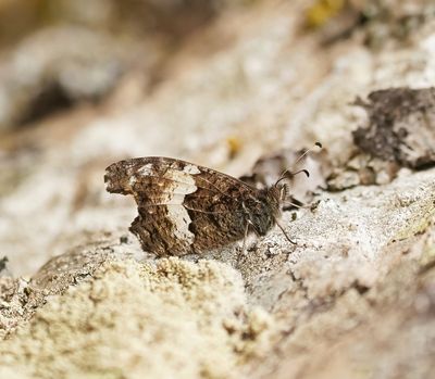 Corsicaanse Heivlinder / Corsican Grayling