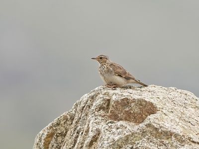 :: Boomleeuwerik / Woodlark ::