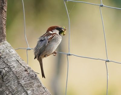 Italiaanse Mus / Italian Sparrow