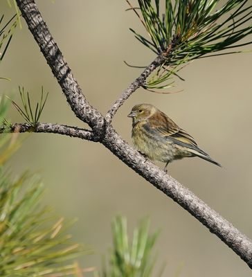Corsicaanse Citroensijs / Corsican Finch