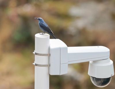 Blauwe Rotslijster / Blue Rock Thrush