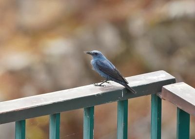 Blauwe Rotslijster / Blue Rock Thrush
