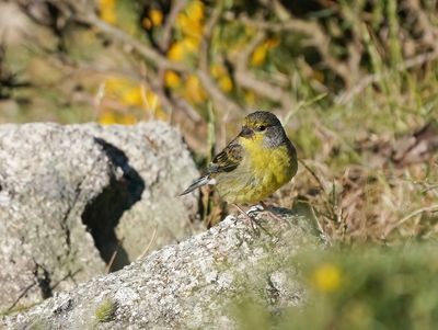 Corsicaanse Citroensijs / Corsican Finch