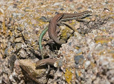 Tyrrheense Muurhagedis / Bedriaga's Rock Lizard