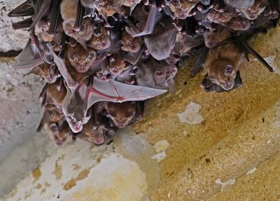 Grote Hoefijzerneus / Greater Horseshoe Bat