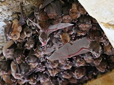 Grote Hoefijzerneus / Greater Horseshoe Bat