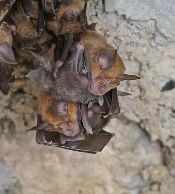 Grote Hoefijzerneus / Greater Horseshoe Bat