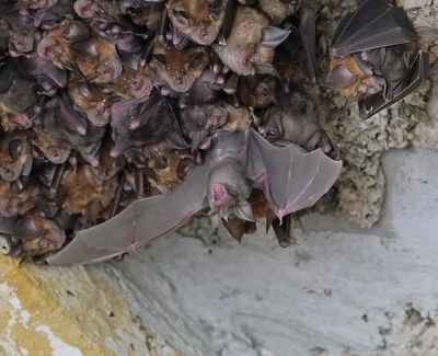 Grote Hoefijzerneus / Greater Horseshoe Bat