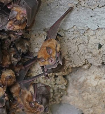 Grote Hoefijzerneus / Greater Horseshoe Bat