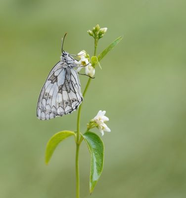 Dambordje / Marbled White
