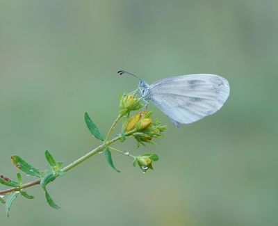 Boswitje / Wood White