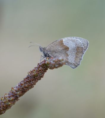 Bruin Zandoogje / Meadow Brown