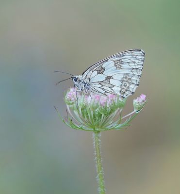 Dambordje / Marbled White