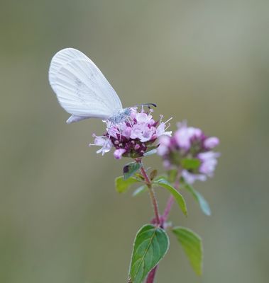 Boswitje / Wood White