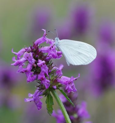 Boswitje / Wood White